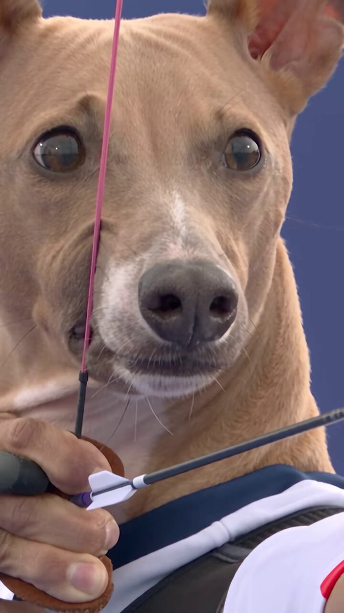 Italian Greyhound Archery Competition
