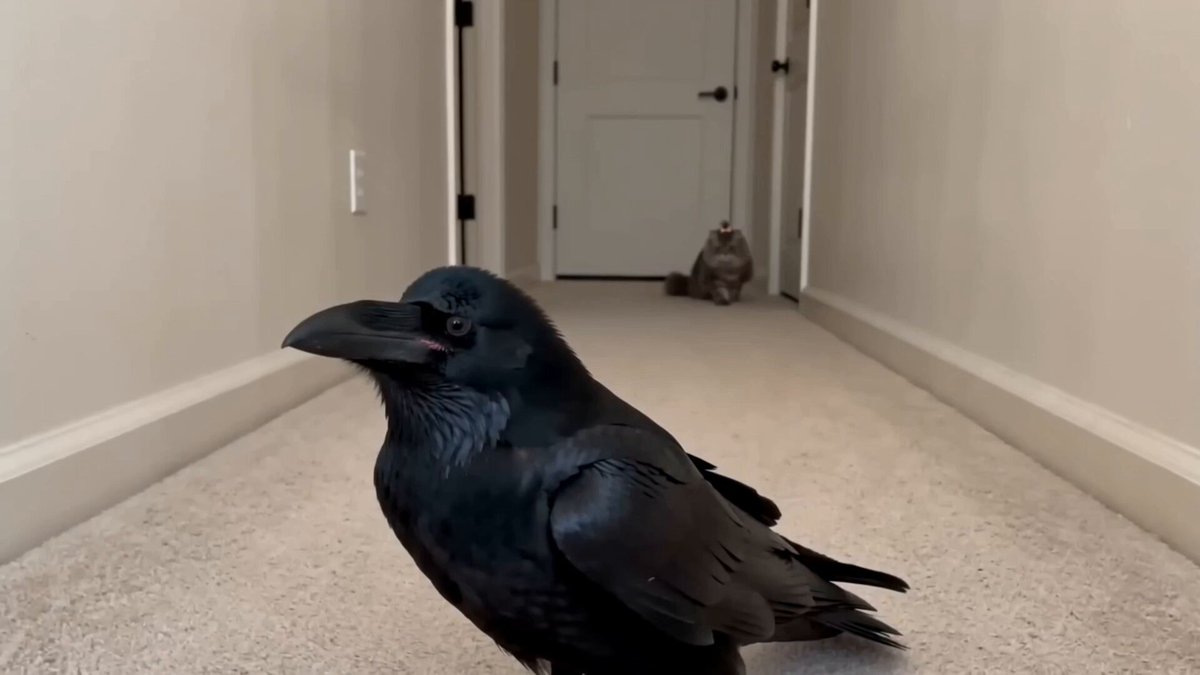 Crow and cat hallway hug