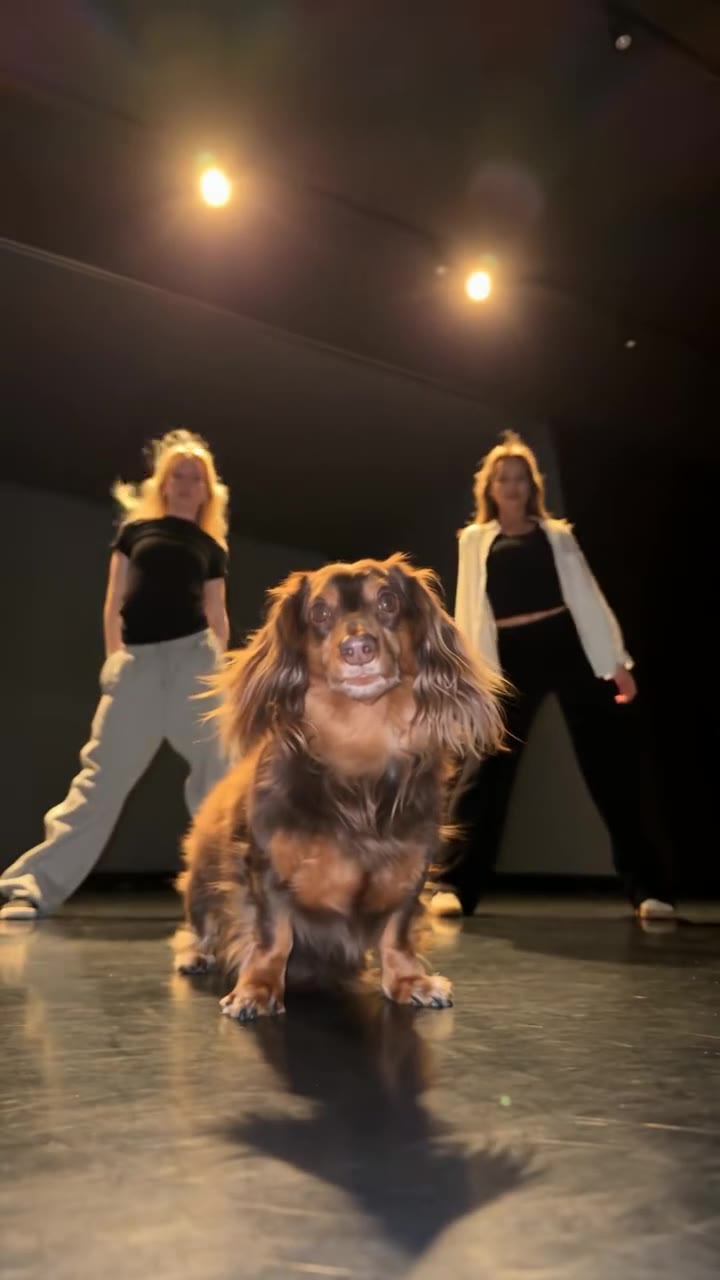 Motion control AI example: a dog copying the Single Ladies dance from a reference video