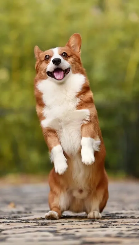 A corgi doing the Babydoll two-step dance