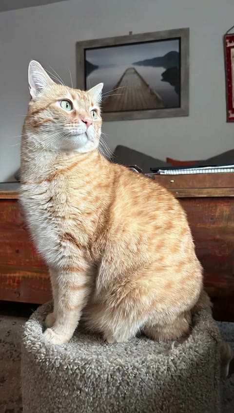 Pet Babydoll Dance AI: A Tabby Cat Dancing